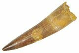 Fossil Spinosaurus Tooth - Real Dinosaur Tooth #363083-1